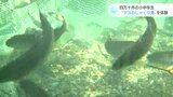 「アユがぶるぶる引いて楽しい!」うだるような暑さの中 小中学生“アユのしゃくり漁”を体験 | 高知のニュース・天気|KUTV NEWS | KUTVテレビ高知