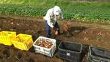 安納芋の収穫 ことしは味も量もよし 種子島 鹿児島 | 鹿児島のニュース|MBC NEWS|南日本放送