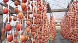 「今年はかなりいい状態の仕上がり」色鮮やかなカーテン 干し柿の出荷はじまる 佐賀市大和町 | 福岡のニュース|RKB NEWS|RKB毎日放送