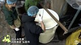 『純米吟醸 青森大学』仕込み作業 「おいしいと言ってもらえるように」|TBS NEWS DIG