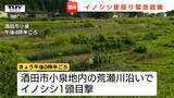 【現場動画】酒田市の住宅地近くにイノシシ…居座る様子に市が「緊急銃猟」を判断し駆除　警察が周辺の道路を封鎖し安全を確保（山形）|TBS NEWS DIG