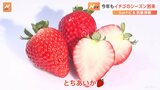 イチゴのシーズン到来　甘さのカギは気温差【SUNトピ】|TBS NEWS DIG