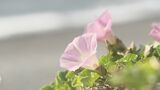 【映像】久之浜のハマヒルガオ 福島・いわき市【カメラめせん㉘】 | 福島のニュース│TUF