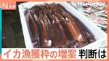 「収入なくなっちゃった」豊漁なのに漁出られず…スルメイカ漁の再開は? 増枠提案も…漁業者落胆|TBS NEWS DIG