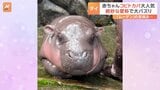 名前は「豚肉団子」？ 世界三大珍獣「コビトカバ」の赤ちゃんが人気！|TBS NEWS DIG