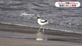 白く長い脚、上に反った独特のくちばし…珍しい旅鳥「ソリハシセイタカシギ」飛来 かごしま南北600キロ | 鹿児島のニュース|MBC NEWS|南日本放送