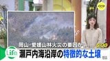 山林火災の背景に瀬戸内海沿岸の「真砂土」土壌 森林大きく育たず地面に太陽エネルギー 枯れ葉の乾燥で火災リスク高まる 専門家が指摘|TBS NEWS DIG