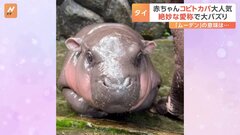 名前は「豚肉団子」？ 世界三大珍獣「コビトカバ」の赤ちゃんが人気！| TBS CROSS DIG with Bloomberg