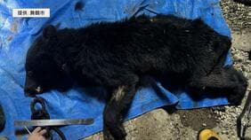 【速報】京都・舞鶴市でツキノワグマの親子を緊急銃猟　住宅の軒下に居座っていたところ麻酔銃が命中　京都府で初　殺処分へ|TBS NEWS DIG