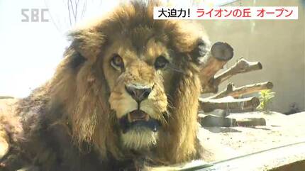 大迫力！ライオンが目の前に！！茶臼山動物園に新しい飼育施設