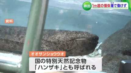 オオサンショウウオ 岡山でも救出「干からびてしまう」「このままでは