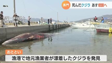 打ち上げられたクジラ あす海岸に埋設へ | 山口のニュース・天気・防災