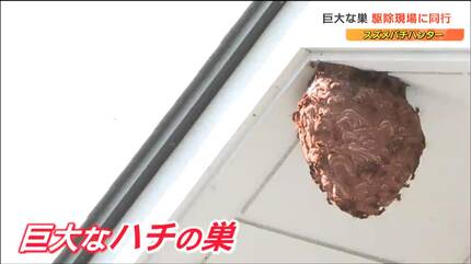 びっくりするくらい大きくなる巣が出ている」スズメバチハンターが直径