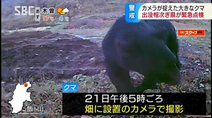 柿の木に付けた監視カメラにクマが！！ゆっくり近づいてクマの顔が