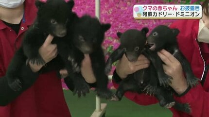 今年生まれた4頭のクマの赤ちゃん お披露目 名前も募集中【阿蘇