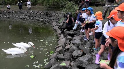 こんな食べ方なんだ！」岡山県早島町の公園が「白鳥2羽」を譲り受け