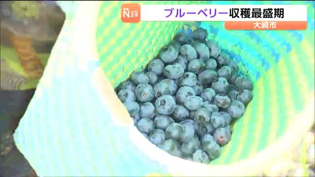 今が旬!ブルーベリーの収穫最盛期を鳴子温泉の観光農園で迎える 時間無制限の摘み取りも楽しめる 宮城・大崎市|TBS NEWS DIG