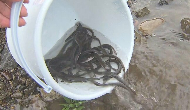 中学生がウナギの稚魚1300匹放流　地元の川や水の大切さ学ぶ　大分|TBS NEWS DIG