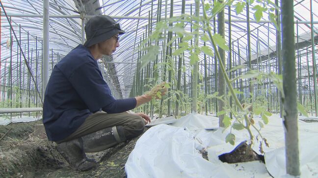 「諦めていないです」泥水の中、弱ったはずのミニトマト ハウスで見せた“健気な姿”|TBS NEWS DIG
