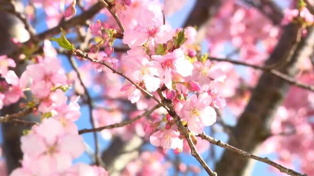 “春の訪れを告げる”きょう2月19日は二十四節気「雨水」　南さつま市の一本桜「イズノオドリコ」満開|TBS NEWS DIG