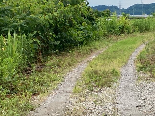 70歳くらいの女性の遺体　富山市の空き地で発見　紺のTシャツに黒ズボン、警察が身元特定進める|TBS NEWS DIG
