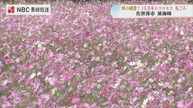 15万本のコスモスが満開に　九十九島望む絶景スポット「展海峰」が秋の装い【長崎・佐世保市】|TBS NEWS DIG