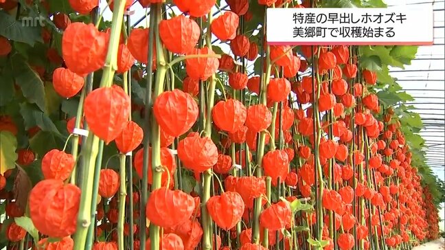 美郷町で特産「早出しホオズキ」の収穫が始まる|TBS NEWS DIG