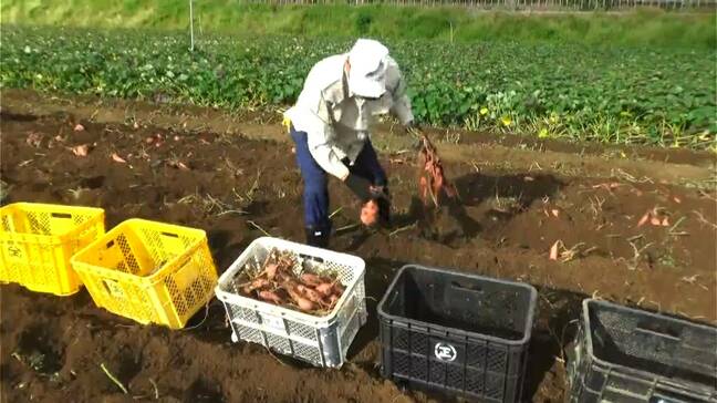 安納芋の収穫　ことしは味も量もよし　種子島　鹿児島|TBS NEWS DIG