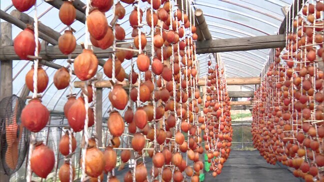 「今年はかなりいい状態の仕上がり」色鮮やかなカーテン　干し柿の出荷はじまる　佐賀市大和町|TBS NEWS DIG