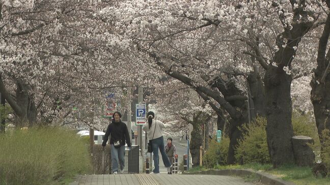 「ちょっと肌寒いけど…」長野県内で桜の開花進む 長野市の名所・城山公園 花見客でにぎわう|TBS NEWS DIG