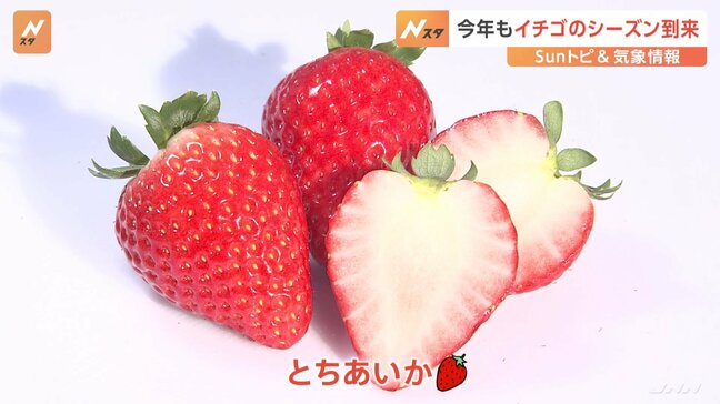 イチゴのシーズン到来 甘さのカギは気温差【SUNトピ】|TBS NEWS DIG