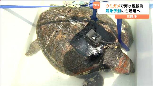 「ウミガメ」生態や海水温を三陸沖で調査 データを気象予測にも活用へ|TBS NEWS DIG