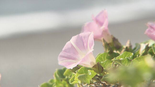 【映像】久之浜のハマヒルガオ　福島・いわき市【カメラめせん㉘】|TBS NEWS DIG