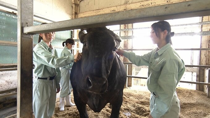 「命の尊さを学んでいる」農業高校生が和牛「けんじ」と目指す「和牛甲子園で日本一」　|　福岡のニュース｜RKB NEWS｜RKB毎日放送