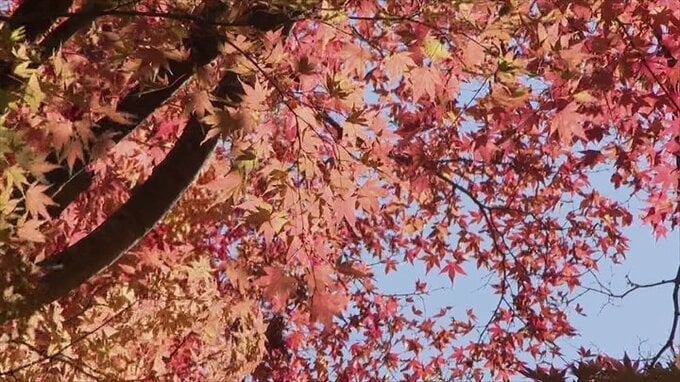 見ごろの紅葉　山梨市の北原金峰山　山あいの丘にある祠　|　山梨のニュース | ＵＴＹテレビ山梨