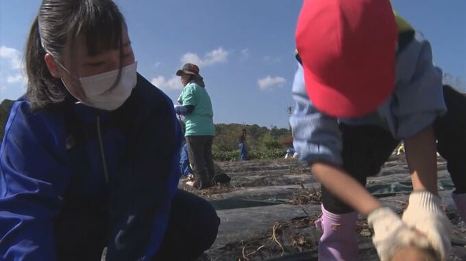 「頑張ったかいがあるなあ」　園児と高校生がイモ掘りで交流　|　BSSニュース | BSS山陰放送