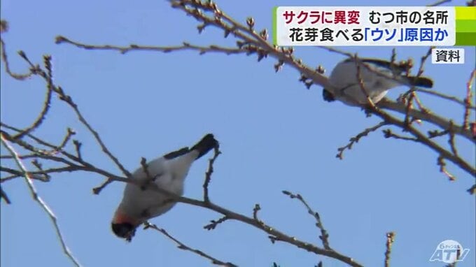 『ウソ』が来る…　“サクラの名所”なのに花少なく…　昨年度は過去最多の1423羽のウソ確認　多くの木で花芽が食べられたか|TBS NEWS DIG