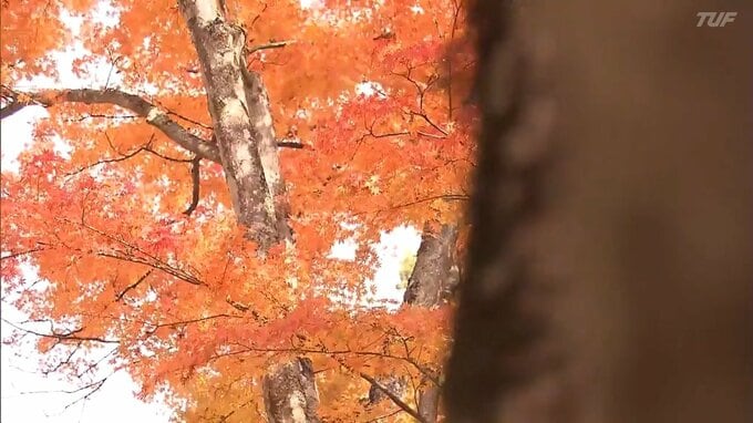 ウエディングフォトの撮影も…猪苗代町の土津神社で紅葉見頃　クマ目撃でライトアップは中止　福島|TBS NEWS DIG