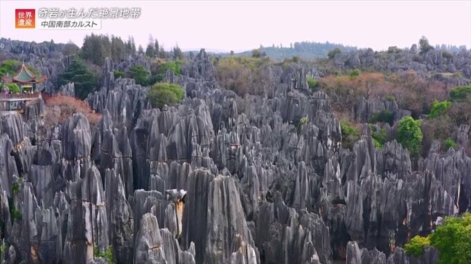 絶景を生む奇岩の群れ！石灰岩と世界遺産の深～い関係【世界遺産／中国南部カルスト（中国）】|TBS NEWS DIG