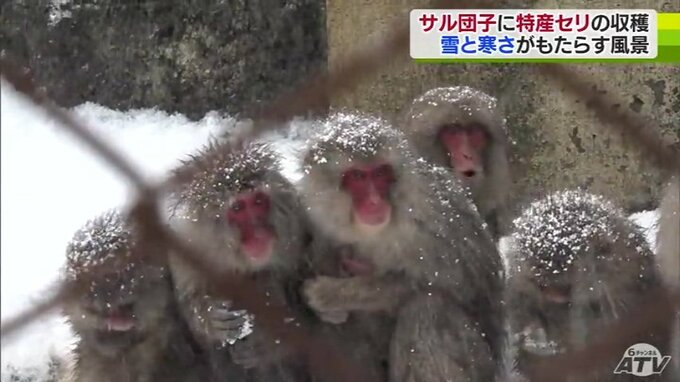 まさに「サル団子」冬毛に包まれた約60頭のサルたちが身を寄せ合う　厳冬だからこその自然の景色|TBS NEWS DIG
