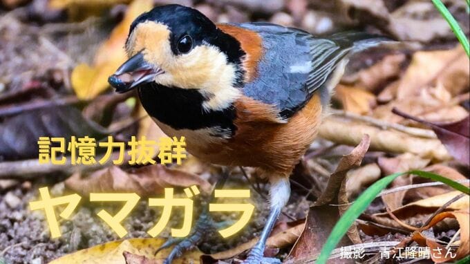 かつて神社でおみくじを引いていた賢い小鳥「ヤマガラ」抜群の記憶力であちこちに木の実を隠す「貯食行動」|TBS NEWS DIG