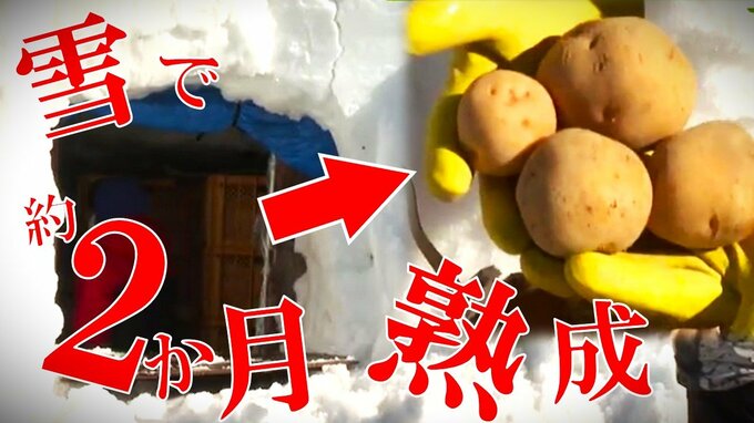 糖度は倍増・食味も変化！？　八甲田の中腹・標高750ｍの雪のなかで2か月超の熟成『ジャガイモ』　あま～いおいも　雪室ジャガイモとは？　|　青森のニュース│ATV NEWS│青森テレビ