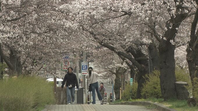 「ちょっと肌寒いけど…」長野県内で桜の開花進む　長野市の名所・城山公園　花見客でにぎわう　|　SBC NEWS | 長野のニュース | SBC信越放送