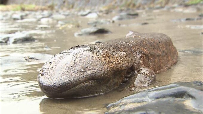 大雨の影響？鴨川で“生きた化石”オオサンショウウオの目撃情報相次ぐ　京都市「川で見かけてもそっとしておいて」　|　MBSニュース | 関西の最新ニュースを分かりやすく。