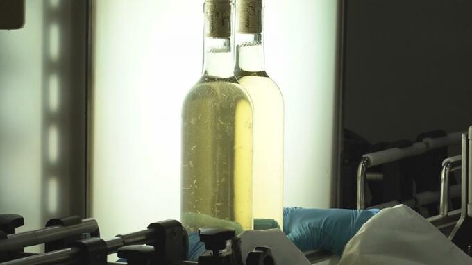 「ブドウの個性をいかした」青森ヌーヴォー　味のバランスに自信　本場フランス産解禁に合わせ16日発売へ|TBS NEWS DIG