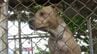 ”世界最強の犬”ピットブル被害で福岡市が規制強化を検討　”全治3か月”被害者は飼い主と和解　「行政はしっかりルールを作ってほしい」　|　福岡のニュース｜RKB NEWS｜RKB毎日放送