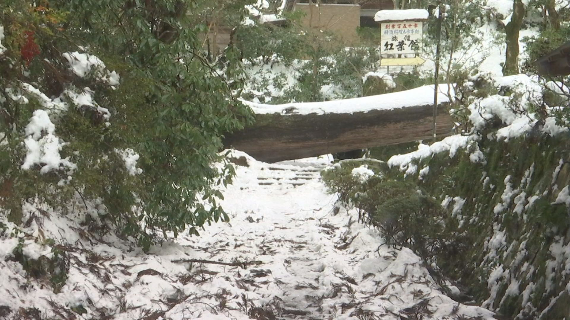 大雪の爪あと…清水寺の参道で杉の大木が倒れ参道ふさぎ、当面閉山に