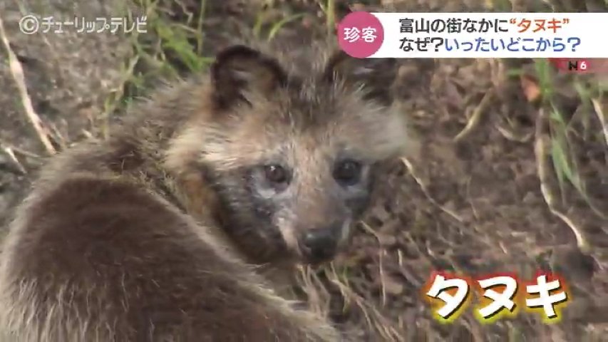 街なかに住みついた“タヌキ”いったいどこから？なぜ？通行人をじっと
