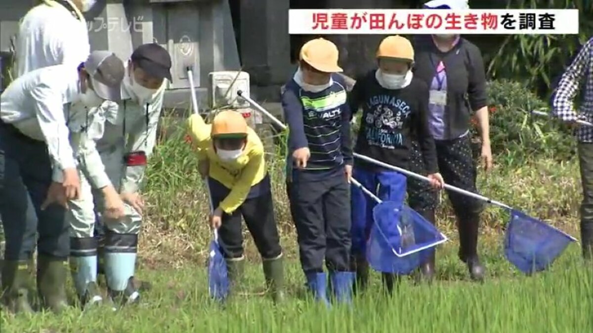 ドジョウやカエル 身近な生き物の多さにびっくり 児童が田んぼの生態系を調査 富山 立山町 富山県のニュース チューリップテレビ