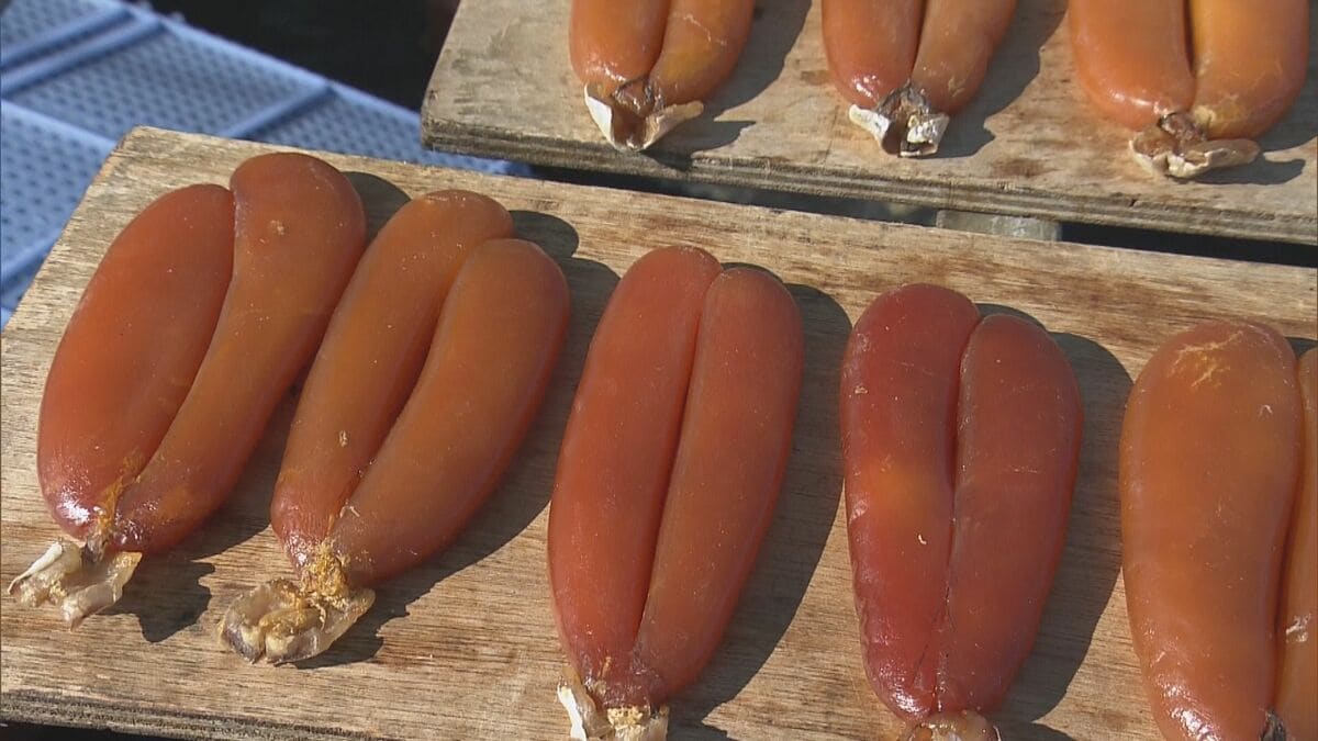 濃厚な味わい 高級珍味「カラスミ」天日干し作業はじまる ことしはボラ